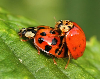 Harmonia axyridis (Pallas, 1773)