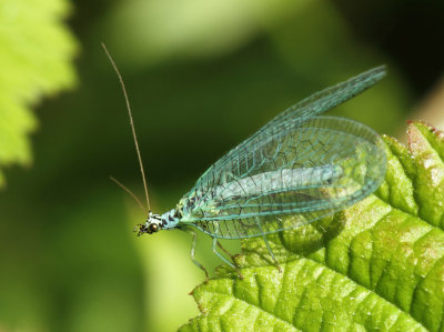 Chrysopa perla (Linnaeus, 1758)
