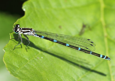 Variabele Waterjuffer - Coenagrion pulchellum 