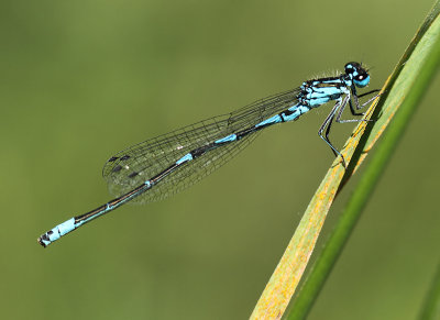 Variabele Waterjuffer - Coenagrion pulchellum 