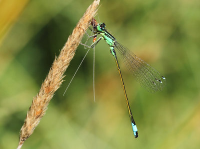 Variabele Waterjuffer - Coenagrion pulchellum 