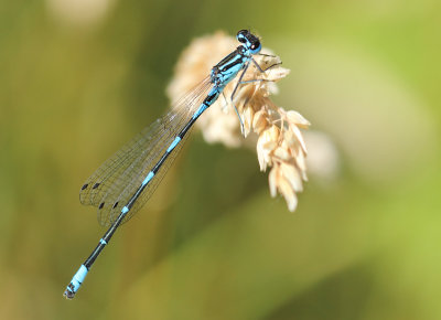 Variabele Waterjuffer - Coenagrion pulchellum 