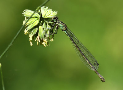 Variabele Waterjuffer - Coenagrion pulchellum 