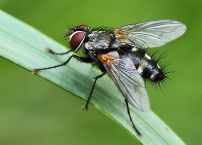 Thelaira nigripes (Fabricius, 1794)