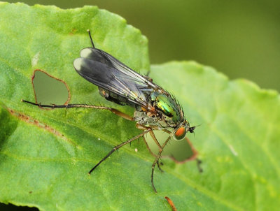 Poecilobothrus nobilitatus (Linnaeus, 1767)