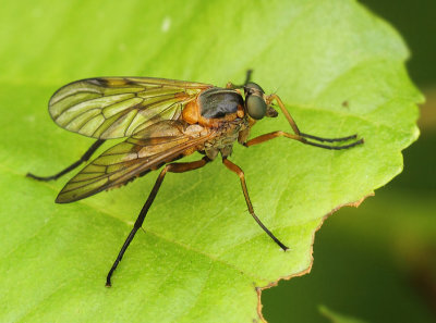 Rhagio immaculatus (Meigen, 1804)