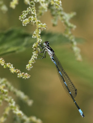 Variabele Waterjuffer - Coenagrion pulchellum 