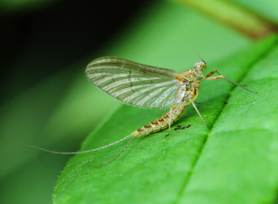Ephemeroptera (haften)