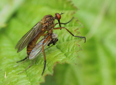 Rhamphomyia-spec