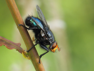 Cynomya mortuorum (Linnaeus, 1761)