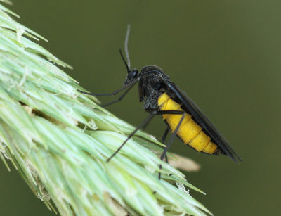 Mosquitos (Muggen)