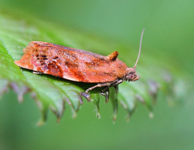 Ditula angustiorana (Haworth, 1811)