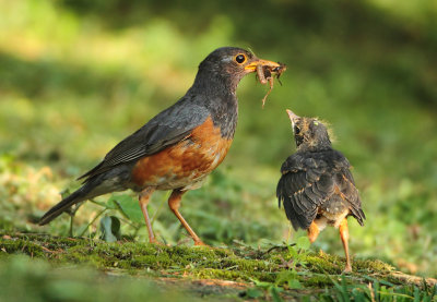 Black-breasted Thrush - Turdus dissimilis 