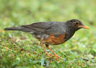 Black-breasted Thrush - Turdus dissimilis 