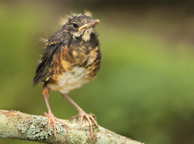 Black-breasted Thrush - Turdus dissimilis 