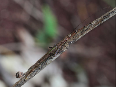 Phasmatodea - Stick Insects