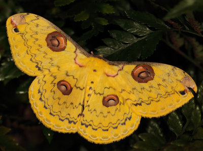 Lepidoptera - Macromoths (Nachtvlinders)