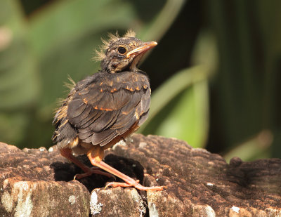 Black-breasted Thrush - Turdus dissimilis 