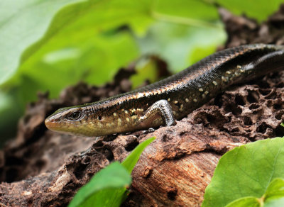 Eutropis multifasciata (Kuhl, 1820)