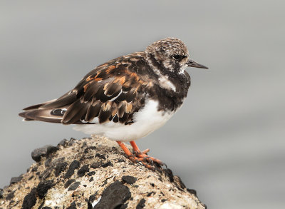 Ruddy Turnstone - Arenaria interpres (Steenloper)