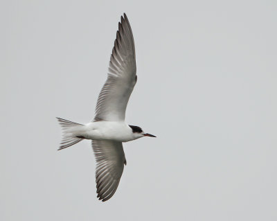 Common Tern - Sterna hirundo (Visdief)