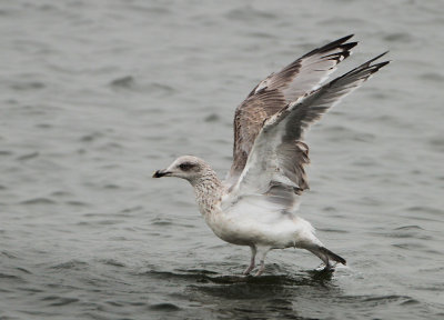 Herring Gull - Larus argentatus (Zilvermeeuw)