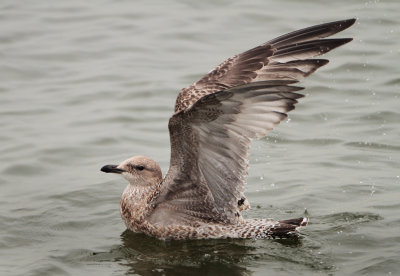Herring Gull - Larus argentatus (Zilvermeeuw)