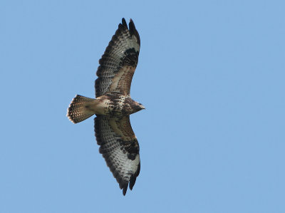 Common Buzzard - Buteo buteo (Buizerd)