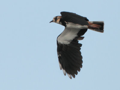 Northern Lapwing -Vanellus vanellus (Kievit)