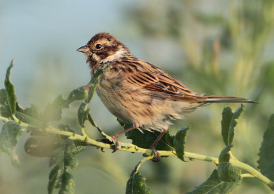 Reed Bunting - Emberiza schoeniclus (R