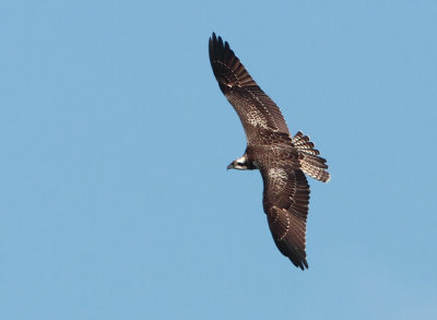 Osprey - Pandion haliaetus (Visarend)