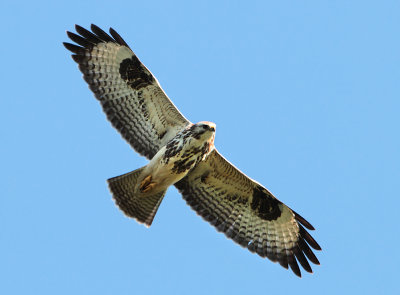 Common Buzzard - Buteo buteo (Buizerd)