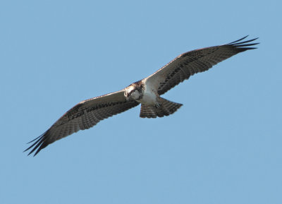 Osprey - Pandion haliaetus (Visarend)