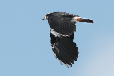 Northern Lapwing -Vanellus vanellus (Kievit)