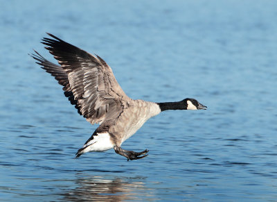 Canada Goose - Branta canadensis (Grote Canadese Gans)