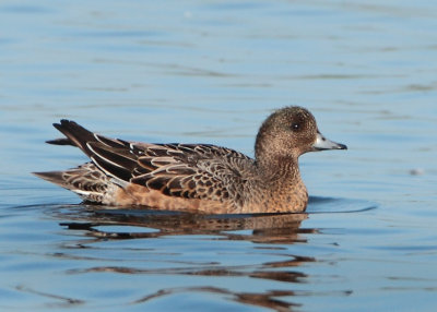 Eurasian Wigeon - Anas penelope (Smient)