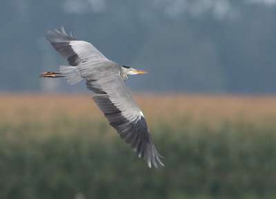 Grey Heron - Ardea cinerea (Blauwe Reiger)