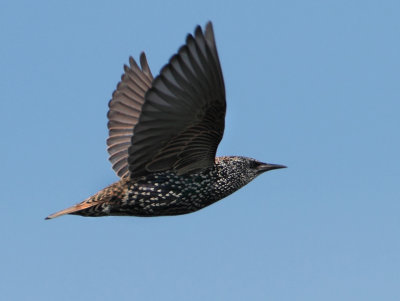 Common Starling - Sturnus vulgaris (Spreeuw)