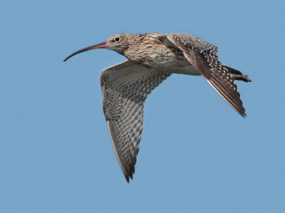 Eurasian Curlew - Numenius arquatus (Wulp)
