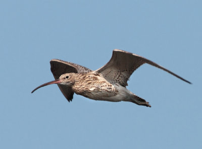 Eurasian Curlew - Numenius arquatus (Wulp)