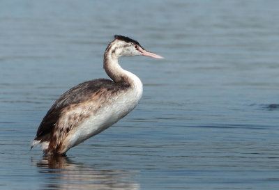 Great Crested Grebe - Podiceps cristatus (Fuut)