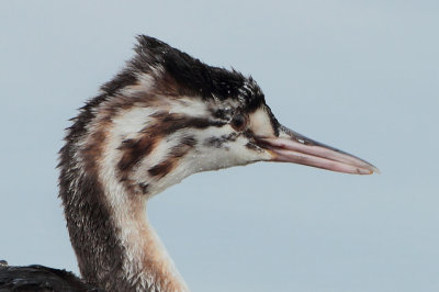 Great Crested Grebe - Podiceps cristatus (Fuut)