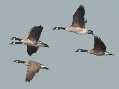 Canada Goose - Branta canadensis (Grote Canadese Gans)