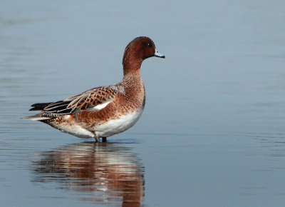 Eurasian Wigeon - Anas penelope (Smient)