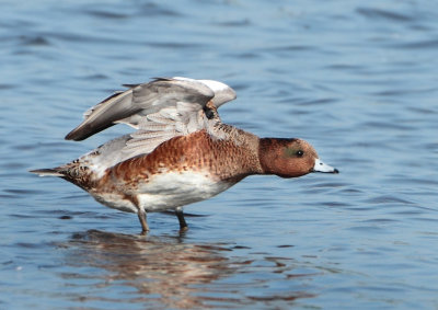 Eurasian Wigeon - Anas penelope (Smient)
