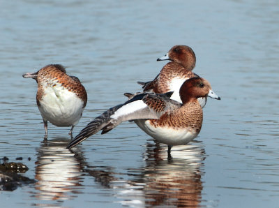 Eurasian Wigeon - Anas penelope (Smient)