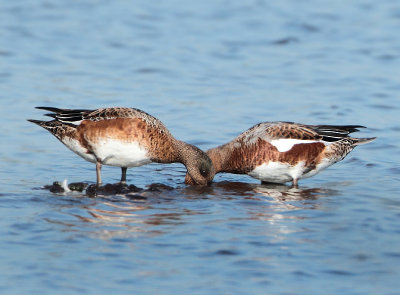 American Wigeon x European Wigeon