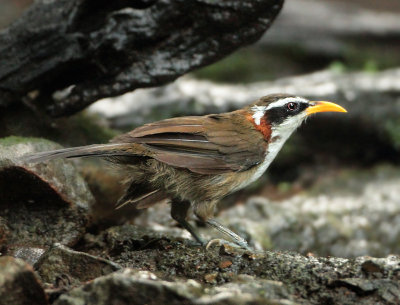 White-browed Scimitar-babbler - Pomatorhinus schisticeps