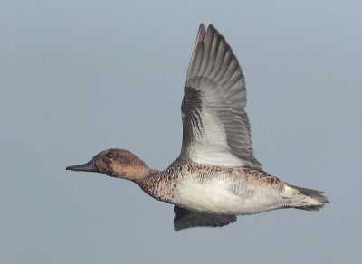 Common Teal - Anas crecca (Wintertaling)