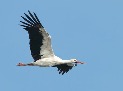 White Stork - Ciconia ciconia (Witte Ooievaar)